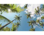 Hornbach Fototapete Vlies SHX9-107 Coconut Heaven II 9-tlg. 450 x 280 cm