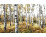 Hornbach Fototapete Vlies SHX9-015 Colorful Aspenwoods 9-tlg. 450 x 280 cm