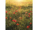 Hornbach Fototapete Vlies SHX5-071 Poppy World 5-tlg. 250 x 280 cm