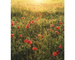 Fototapete Vlies SHX5-071 Poppy World 5-tlg. 250 x 280 cm