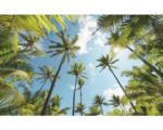 Hornbach Fototapete Vlies SHX9-108 Coconut Heaven 9-tlg. 450 x 280 cm