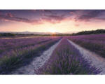 Hornbach Fototapete Vlies SHX9-052 Lavender Dream 9-tlg. 450 x 280 cm
