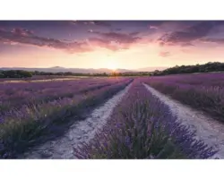 Fototapete Vlies SHX9-052 Lavender Dream 9-tlg. 450 x 280 cm