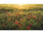 Hornbach Fototapete Vlies SHX9-071 Poppy World 9-tlg. 450 x 280 cm