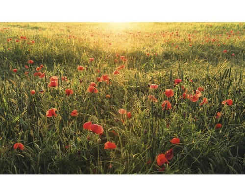 Fototapete Vlies SHX9-071 Poppy World 9-tlg. 450 x 280 cm