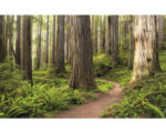 Hornbach Fototapete Vlies SHX9-077 Redwood Trail 9-tlg. 450 x 280 cm