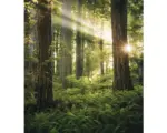 Hornbach Fototapete Vlies SHX5-037 Goblins Woods 5-tlg. 250 x 280 cm