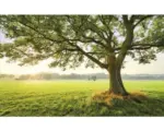 Hornbach Fototapete Vlies SHX9-086 The Magic Tree 9-tlg. 450 x 280 cm