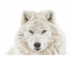 Hornbach Maxiposter Wolf Head 61x91,5 cm
