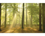 Hornbach Maxiposter Sunbeam Forest 61x91,5 cm