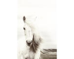 Hornbach Maxiposter White Horse 61x91,5 cm