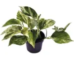 Hornbach Efeutute FloraSelf Scindapsus aureum 'Marble Queen' H 15-25 cm Ø 12 cm Topf