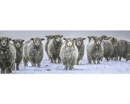 Leinwandbild Flock of sheep 50x150 cm