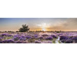 Hornbach Leinwandbild Heidefeld 150x50 cm