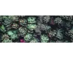 Hornbach Glasbild Strange Flowers 30x80 cm