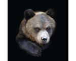 Hornbach Glasbild Portrait of a bear 50x50 cm