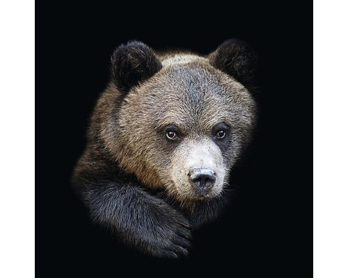 Glasbild Portrait of a bear 50x50 cm