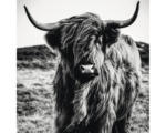 Hornbach Glasbild B&W Highland Cattle 80x80cm