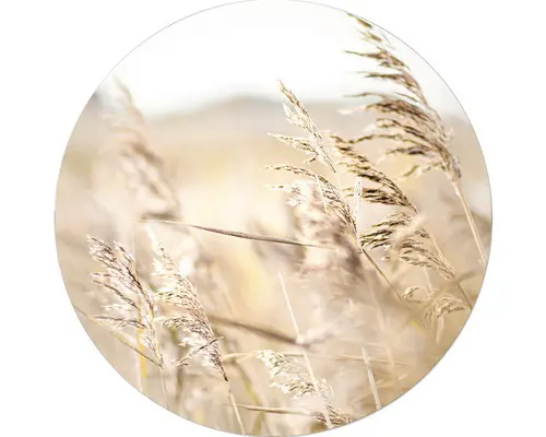 Glasbild rund Strandgras IV Ø 30 cm