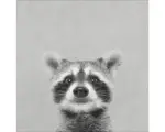 Hornbach Leinwandbild Young racoon 27x27cm