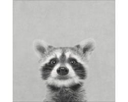 Leinwandbild Young racoon 27x27cm