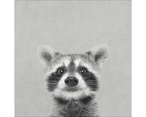 Leinwandbild Young racoon 27x27cm