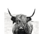 Hornbach Leinwandbild Black &White Highland Beef 27x27 cm