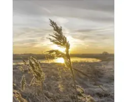 Glasbild Dried Fiber I 20x20 cm