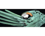Hornbach Glasbild Green Parrot 50x125 cm