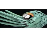 Hornbach Glasbild Green Parrot 50x125 cm