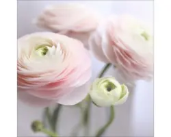 Glasbild Pink Flowers III 30x30 cm