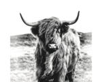 Hornbach Glasbild Highland Cattle grau 30x30 cm