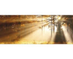 Hornbach Glasbild Mystic Light III 50x125 cm