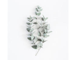 Glasbild Eucalyptus branches V 20x20 cm