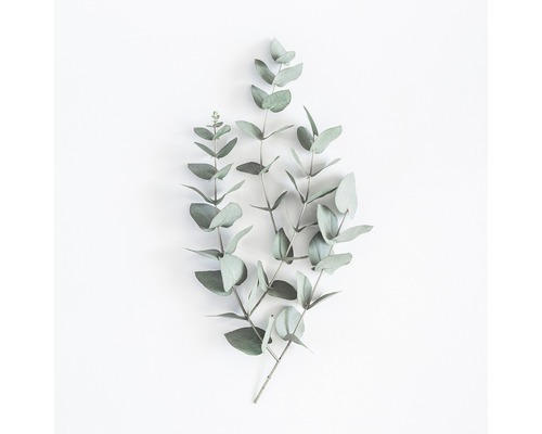 Glasbild Eucalyptus branches V 20x20 cm