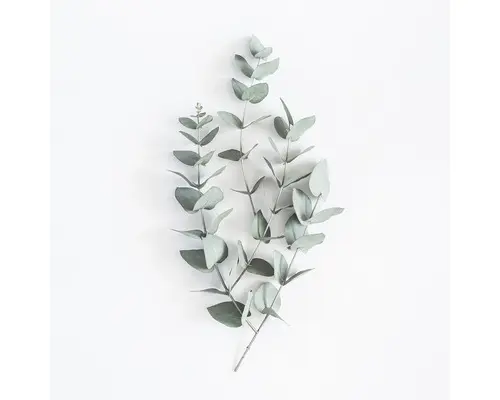 Glasbild Eucalyptus V 50x50 cm