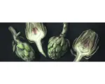 Hornbach Glasbild Artischocken I 50x125 cm