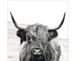 Hornbach Glasbild Scottish Highland cattle II 20x20 cm
