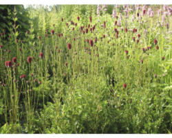 Becherblume FloraSelf Sanguisorba 'Proud Mary' H 10-60 cm Co 0,5 L