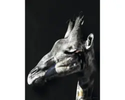 Kunstdruck Having a Giraffe 60x80 cm