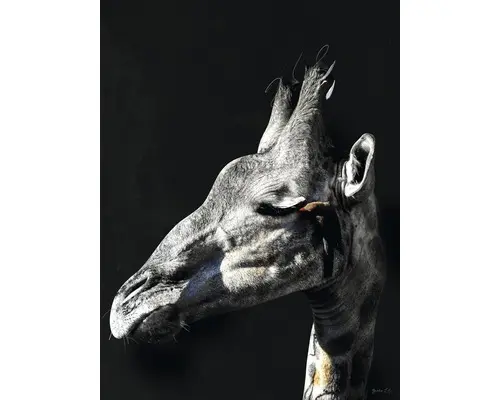 Kunstdruck Having a Giraffe 60x80 cm