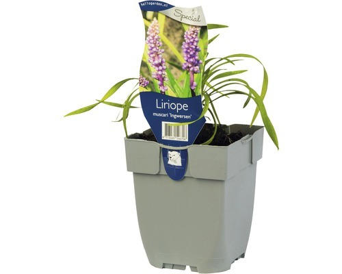 Lilientraube Liriope muscari 'Ingwersen' H 5-15 cm Co 0,5 L