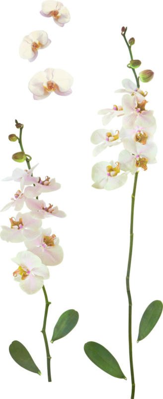 Dekosticker Orchidee in Weiss