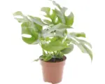 Hornbach Fensterblatt FloraSelf Monstera minima H 15-30 cm Ø 12 cm Topf