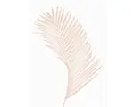 Hornbach Kunstdruck Palm Leaf 30x40 cm
