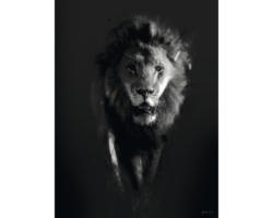 Kunstdruck Lion Dark 50x70 cm