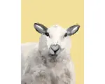Hornbach Kunstdruck Suzi the Sheep 50x70 cm
