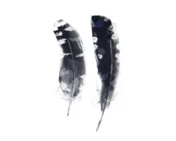 Kunstdruck Ruffle Up 80x120 cm