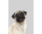 Hornbach Kunstdruck Puggy Love 50x70 cm