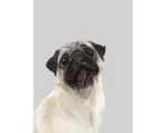 Hornbach Kunstdruck Puggy Love 50x70 cm